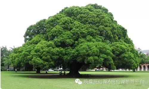 它是我们这里的吉祥树,伴随着村民们一代代地走过了千年的风风雨雨.