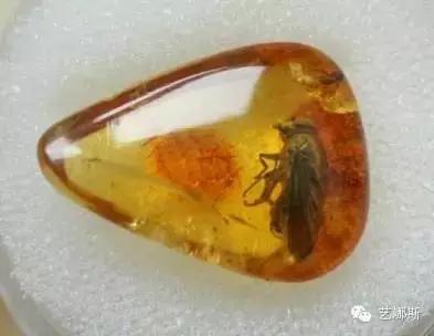 香 上等琥珀在揉搓生热后带有淡淡额香气,类似松香.