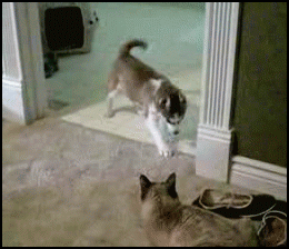 10 小哈士奇被猫咪吓跑了