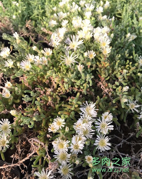 来自火星多肉植物花朵