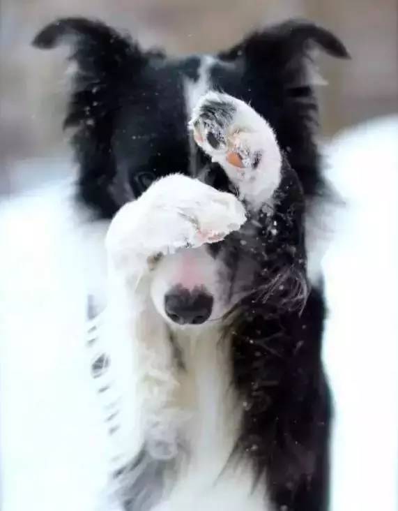 1,犬冠状病毒肠炎