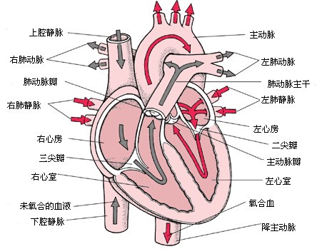 心脏射血的能力如何评价