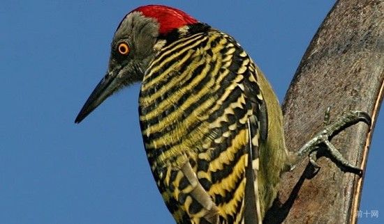 10件关于啄木鸟的怪事