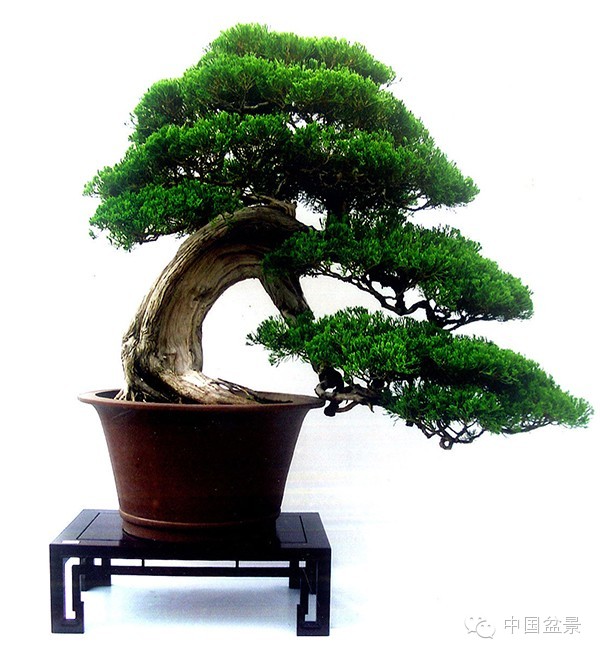 托云捧日 气魄浩然—梁玉庆盆景佳作赏析