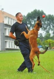 在訓犬員的指令下,警犬地面接物。