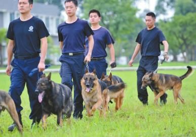 警犬也將考職稱