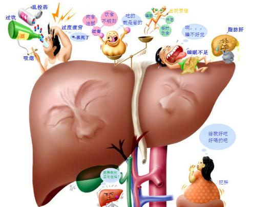 男科专家分享深圳男性夏季如何护肝