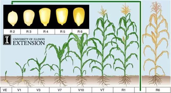 关于玉米和大豆的生长过程的高清图解-搜狐
