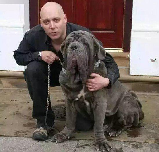 八:黑帮杀人清尸狗扭玻利顿(neapolitan mastiff)