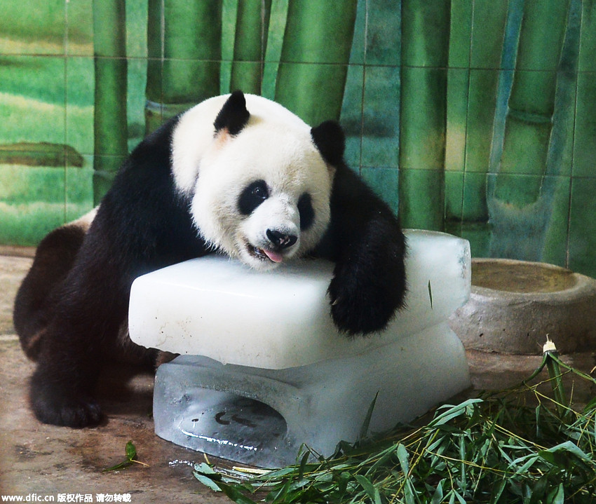 武汉:天气炎热 大熊猫“伟伟”趴在冰块上睡午觉(组图)-搜狐滚动