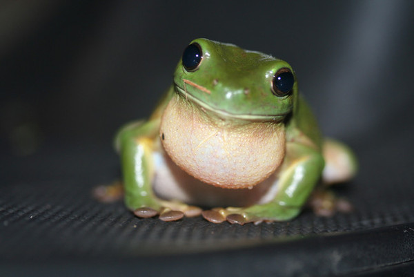 15个萌化你的小生物