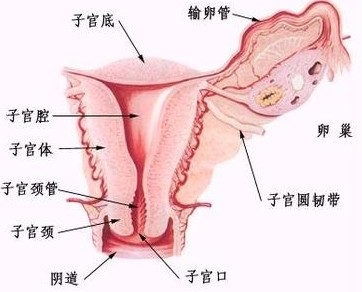 胶原蛋白粉的内调作用