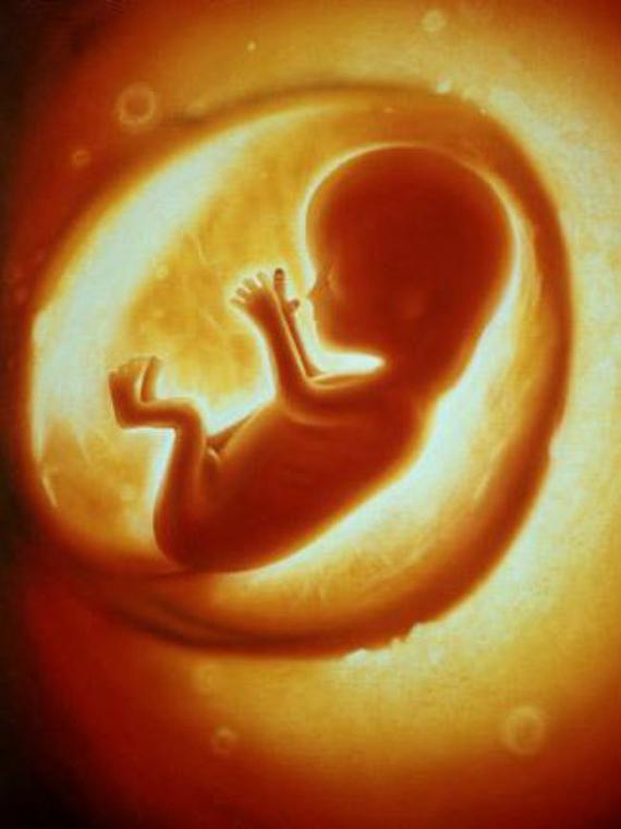 怀孕14周左右,也就是怀孕3个月左右,胎儿的脑中的"大脑边缘系统"