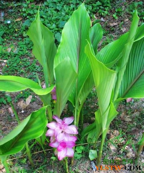 别称蒁药,青姜,黑心姜,姜黄,拉丁文学名:curcuma zedoaria(christm.