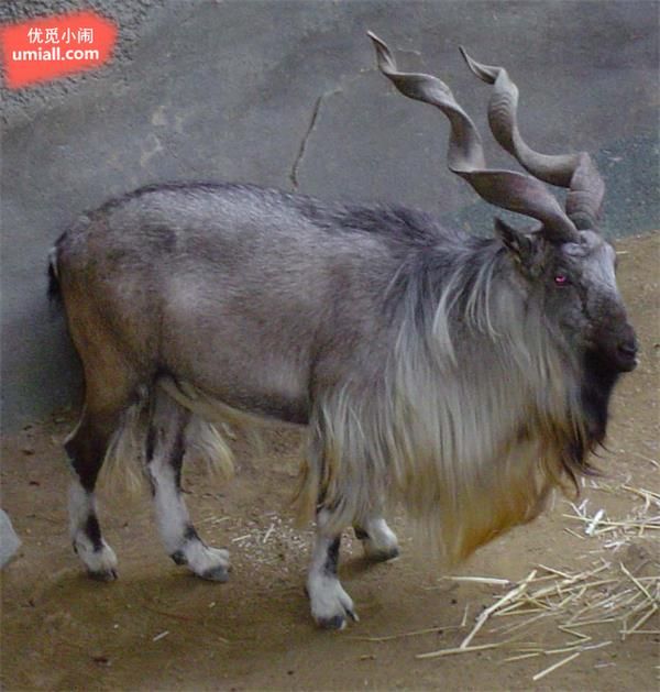 捻角山羊 (markhor)猎豹现存大约1万只,比起上世纪的数量要减少了将近