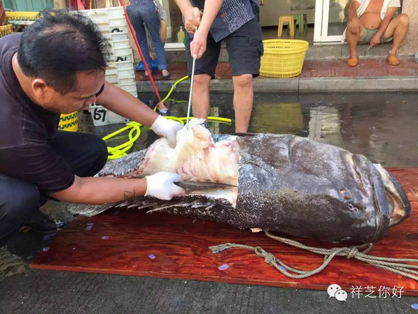 235斤的超大石斑鱼你见过没?石狮渔民捕获一