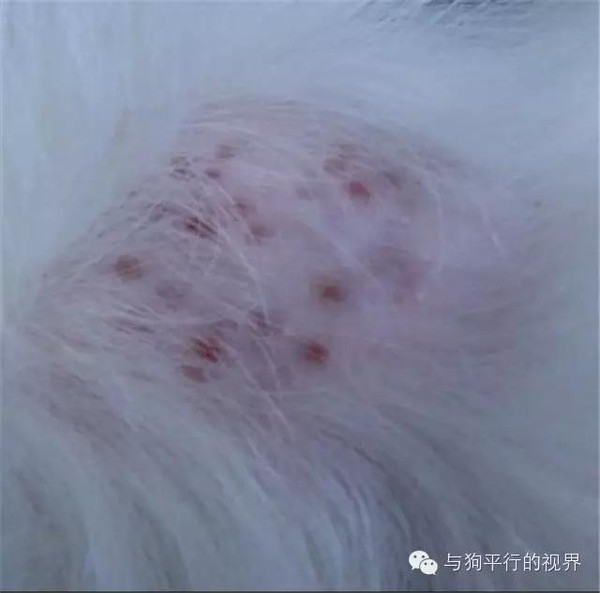 首先说的是犬湿疹,诸如上海等沿海城市,气候潮湿,最最容易导致的就是