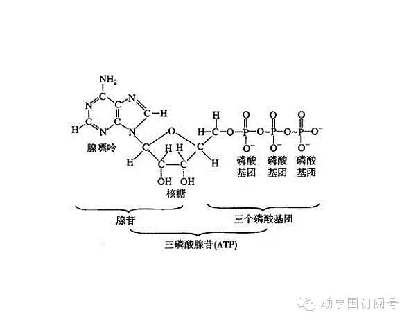 跑十分钟比跑一小时还累?深谈耐力运动的极点