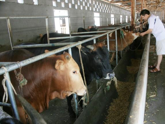 这种牛舍保温防寒性能好,在北方地区饲喂育肥牛较为合适.
