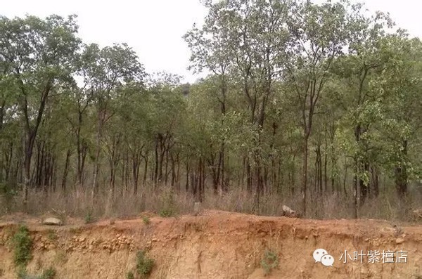 印度小叶紫檀怎么辨别是新料还是老料