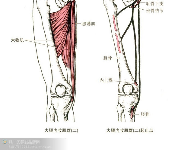 《针刀篇》肌肉起止点