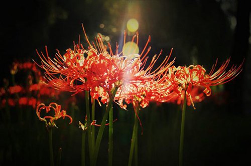 红色的彼岸花开遍政和银杏树下,无尽的爱情,彼岸花,花叶永不会相见.