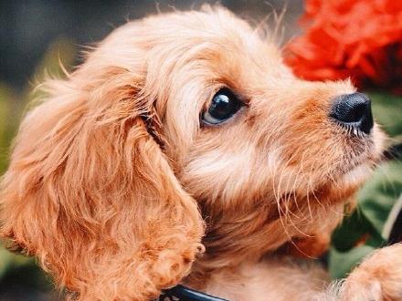 查理王骑士犬和贵宾的混血,可爱得让人难以抗拒