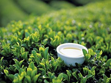 绿茶的功效与作用,绿茶降血脂最有效