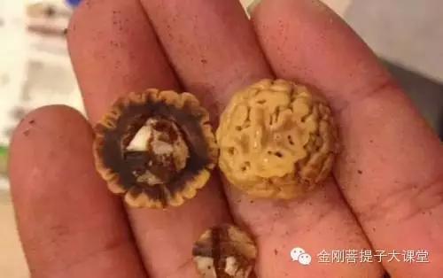 佛螺菩提是金刚菩提的替代品还是一个骗局