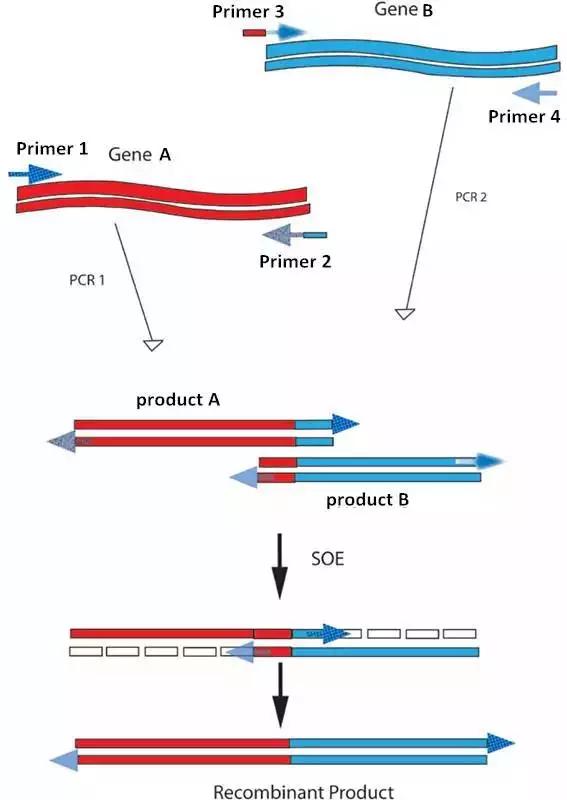 pcr是一种通过寡聚合甘酸链之间重叠的部分互相搭桥,互为模板进行pcr