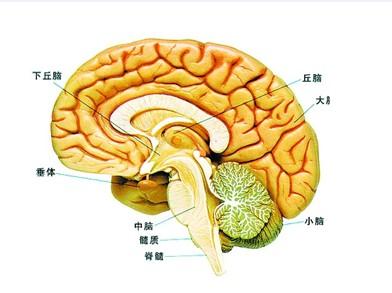 脑垂体瘤有哪些危害?