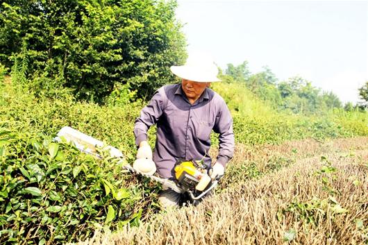 农村新报讯 7月20日，竹溪县汇湾镇梅子垭村支书丁华祥正在修剪茶园。