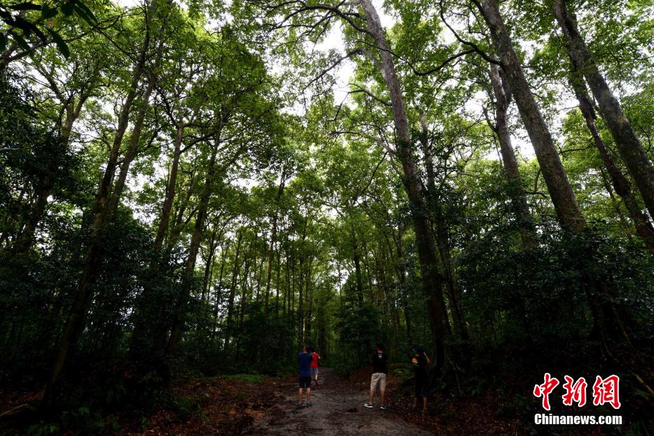 8月12日,游客在福建建阳麻沙镇水南村参观千年楠木林群.