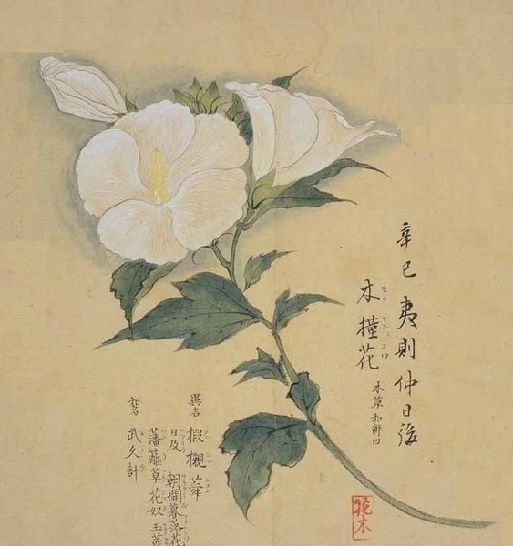 中医师带你了解花月令,识中药