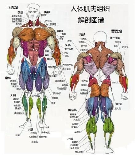 11.人体主要骨骼肌肉组织分布