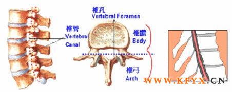 颈椎压迫神经手麻怎么办