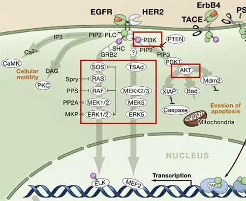 egfr pathway,肿瘤的庇护神