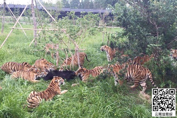 上海野生动物园十余只老虎围攻咬死黑熊(图)