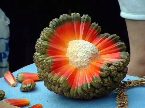 千奇百怪的水果,你绝对没见过!