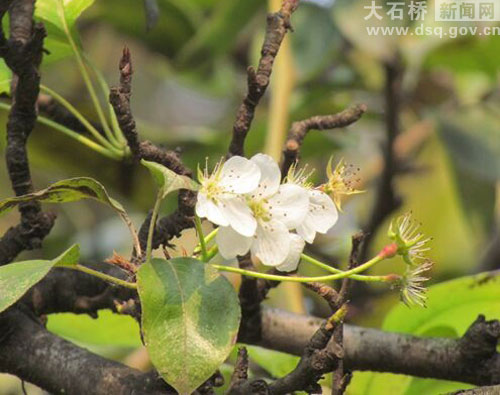 稀奇!梨树秋季开花