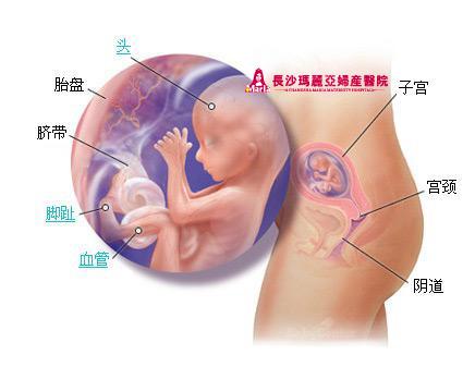 胎儿发育过程全40周每周图解!