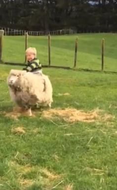 萌宝宝骑着绵羊到处跑视频走红