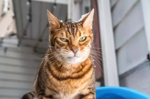 外星猫的二十种表情,你见过么?