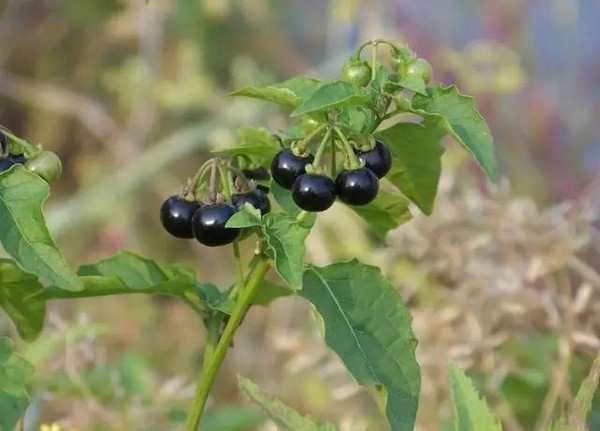 被子植物门-双子叶植物纲-茄目-茄科-茄属-龙葵图片