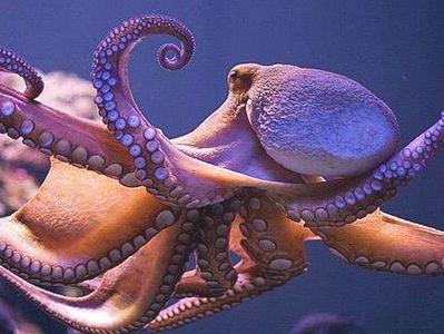 发现章鱼身体里有约3500条世上独一无二的基因就像从外星来的一样