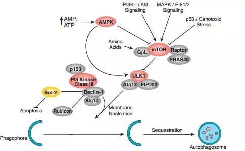 除了能量的主要载体atp相对不足,即amp/atp上升,营养供应不足,mtorc1