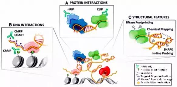 一文总结lncrna研究思路