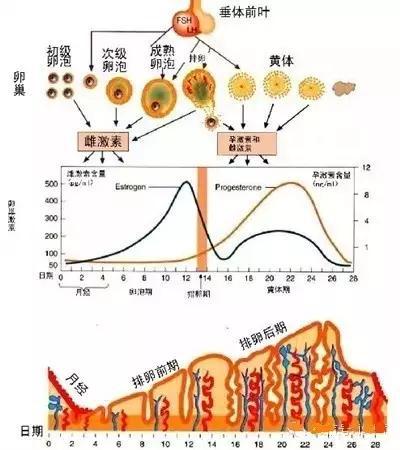 子宫内膜厚度与妊娠率