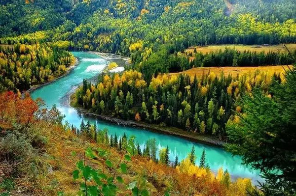 新疆喀纳斯的秋季 万木争辉-搜狐