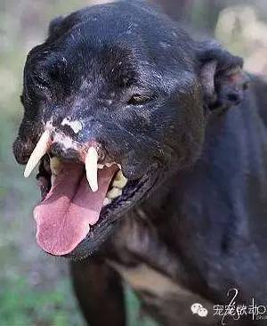 失去半边脸的比特犬被虐待到身心俱残